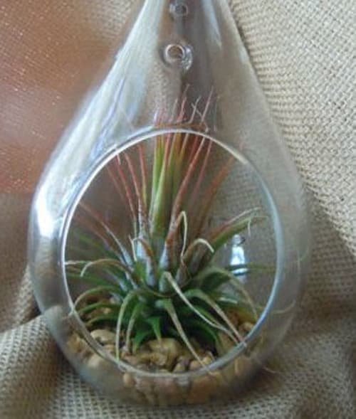 4 Pack of Hanging Clear Glass Tealight Candle Holder Tear Drop Pear Hour Glass Shape - 20cm High Terrarium Plant Mini Garden Holder Decoration Craft Gift - V382-TRDRPLGEX4 4 Pack of Hanging Clear Glass Tealight Candle Holder Tear Drop Pear Hour Glass Shape - 20cm High Terrarium Plant Mini Garden Holder Decoration Craft Gift - Image 4