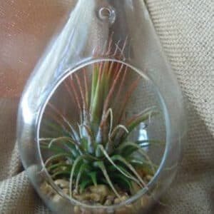 V382 TRDRPSMLX10 144480 03