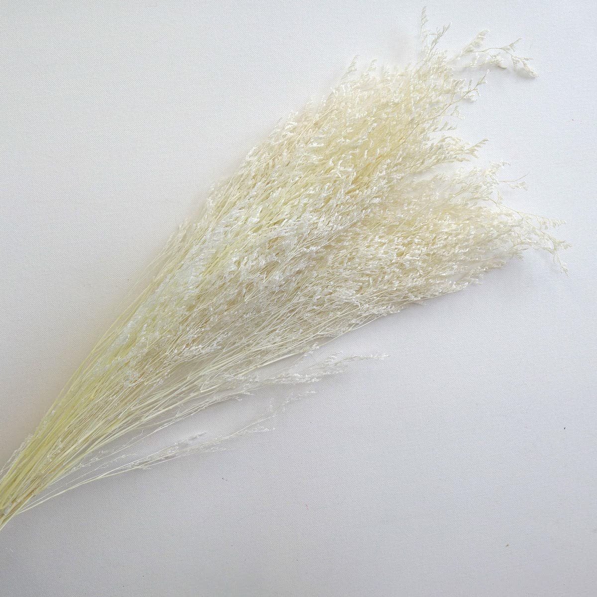 Misty Bleached White - V489-MIS-WHI-BLE Misty Bleached White - Image 2