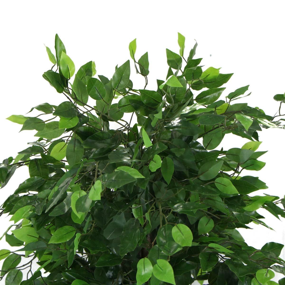 Artificial Ficus Tree 180cm Nearly Natural UV Resistant - V77-1020999UV Artificial Ficus Tree 180cm Nearly Natural UV Resistant - Image 3