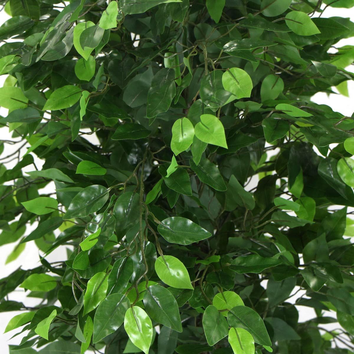 Artificial Ficus Tree 180cm Nearly Natural UV Resistant - V77-1020999UV Artificial Ficus Tree 180cm Nearly Natural UV Resistant - Image 4
