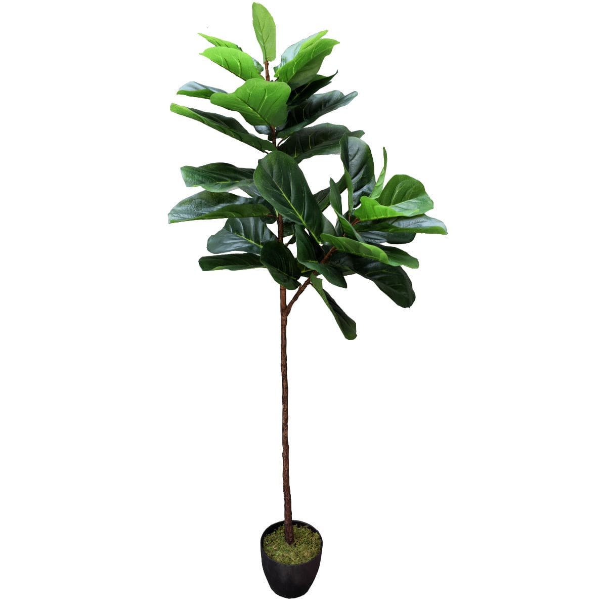 Tall Artificial Fiddle Leaf Fig 170cm - V77-1016113 Tall Artificial Fiddle Leaf Fig 170cm