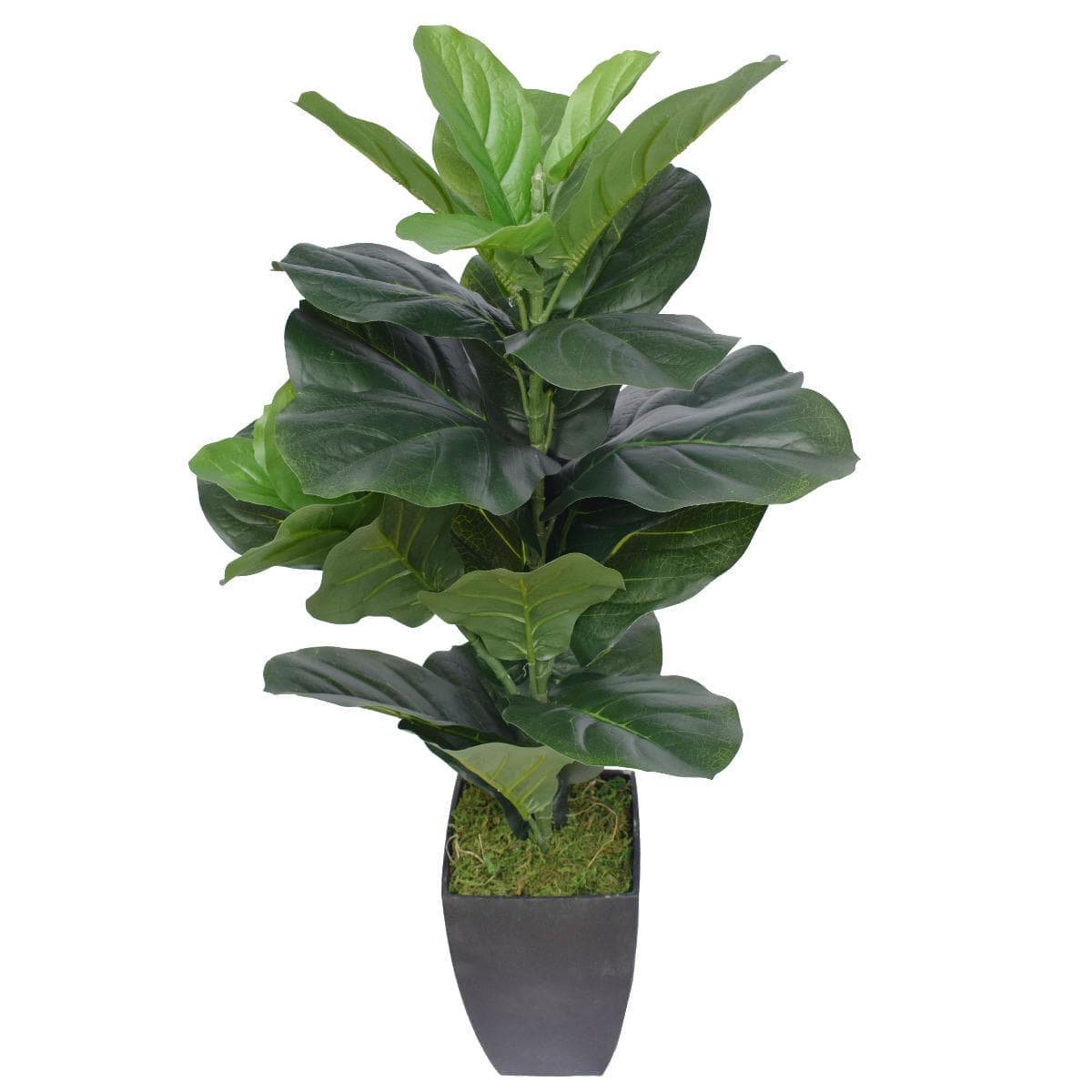 Dense Fiddle Leaf Fig Tree 70cm - V77-1016121 Dense Fiddle Leaf Fig Tree 70cm