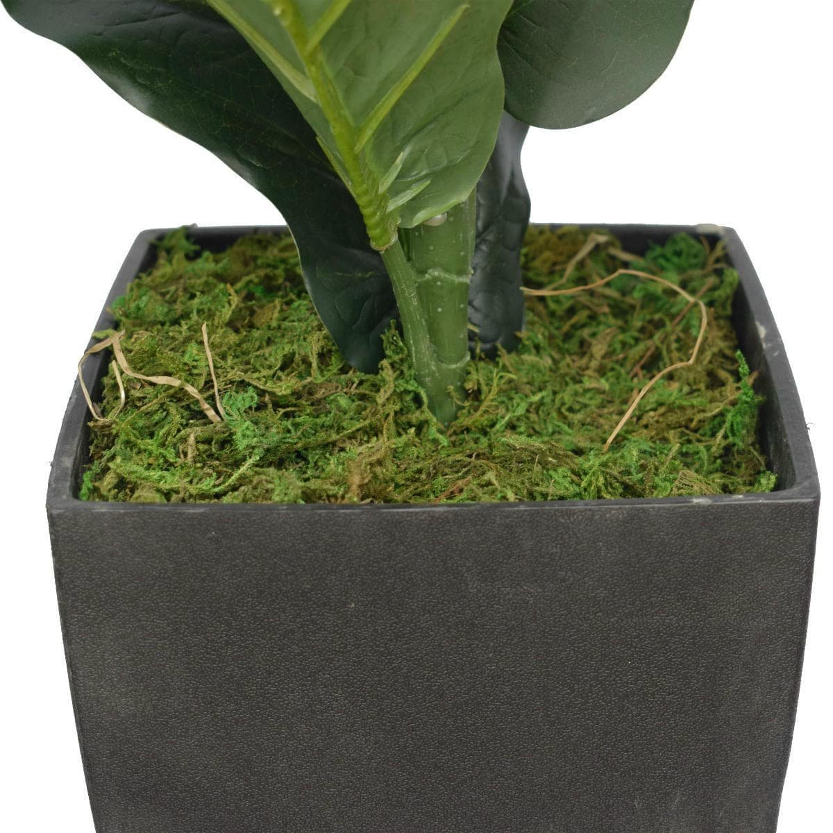 Dense Fiddle Leaf Fig Tree 70cm - V77-1016121 Dense Fiddle Leaf Fig Tree 70cm - Image 2