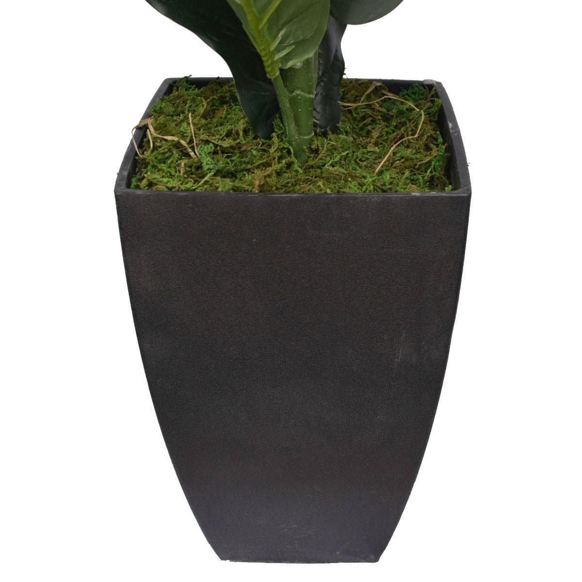 Dense Fiddle Leaf Fig Tree 70cm - V77-1016121 Dense Fiddle Leaf Fig Tree 70cm - Image 3