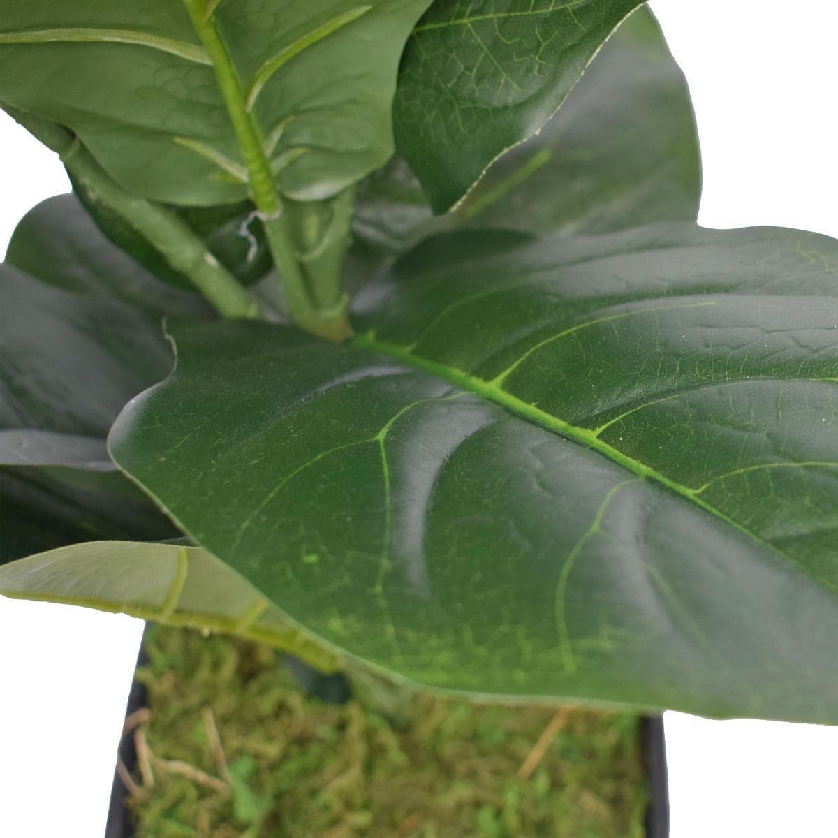 Dense Fiddle Leaf Fig Tree 70cm - V77-1016121 Dense Fiddle Leaf Fig Tree 70cm - Image 4