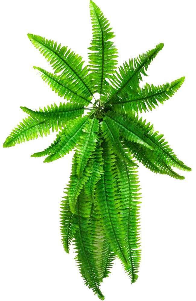 Artificial Boston Hanging Fern 102cm - V637-DP1012587 Artificial Boston Hanging Fern 102cm - Image 3