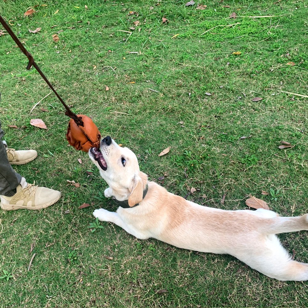Red Durable Leather Dog Training Ball with Loop Handle - Interactive Bite & Tug Toy for Playful Pups - V888-ELOSUNG27885 Red Durable Leather Dog Training Ball with Loop Handle - Interactive Bite & Tug Toy for Playful Pups - Image 6